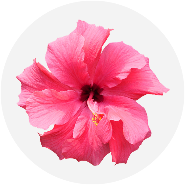 Hibiscus